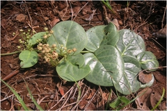 Tylophora rotundifolia